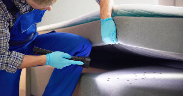 Wasp Removal Services in Winsted, MN